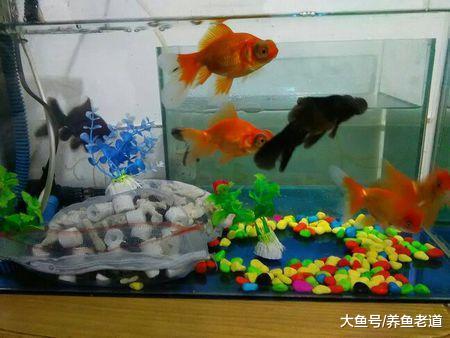 饲养观赏鱼中常见的如下诸多问题，我们可以不去理会无需用药！