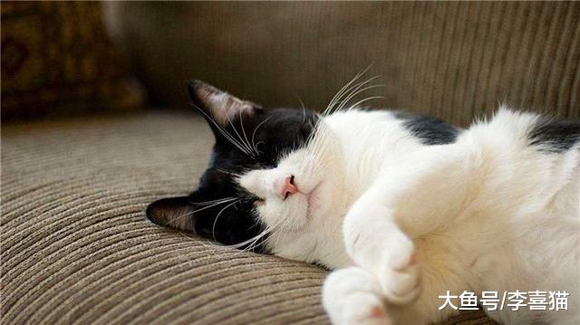 辟谣，猫咪的呼噜声并非因为熟睡，三种情况下均会出现打呼