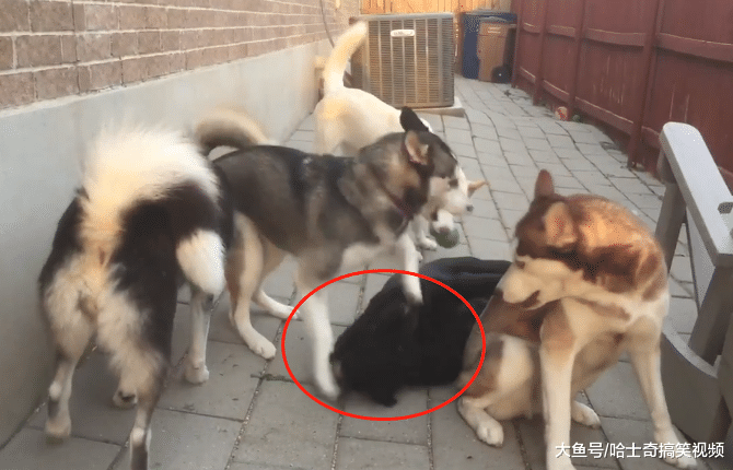 网友养了只“烈性犬”，结果却被4只二哈带偏，还能看家吗？