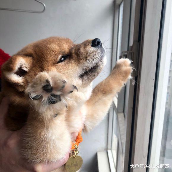 柴犬弟弟從小就胖，長大后得變成一個大胖子