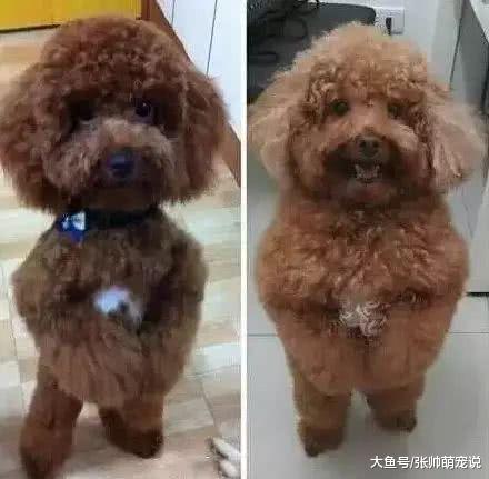 把吉娃娃交给爷爷养，送回来一条“大腊肠”，令人目瞪口呆！