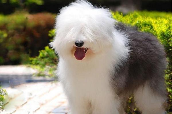 地球上5大最适合家养的大型犬，金毛和二哈均上榜，你喜欢哪个？