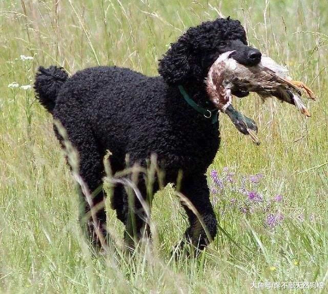 泰迪犬真的要断尾吗? 但确实有这5个好处!
