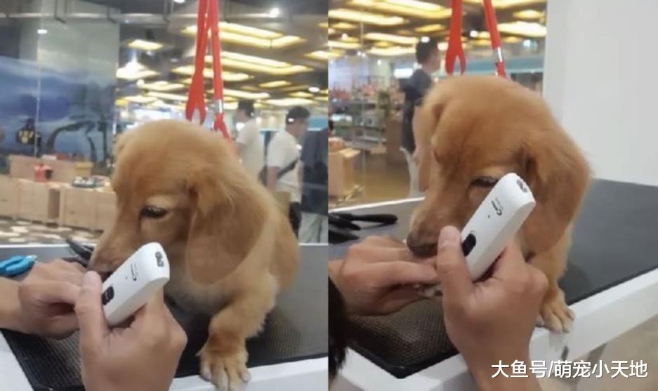 贵宾犬自动趴下绑头发，杂乱杂毛变贵族旁分：有水吗？