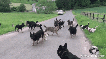 网友养了25只狗狗，小路都被它们堵了，其中24只过去是流浪狗