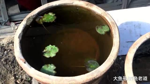 想要采用古法室外养金鱼，现在是否可以行动？