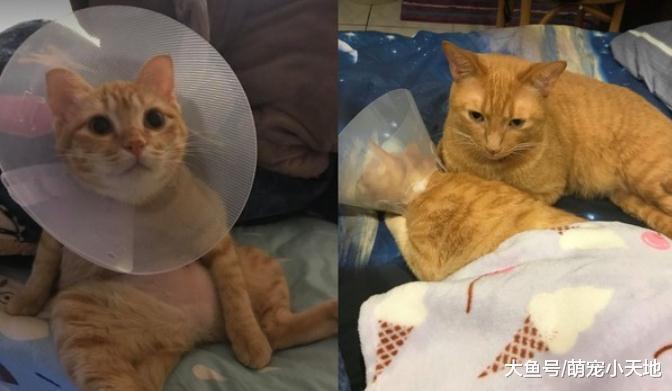 兽医传来橘猫照, 一坨地毯趴地上生无可恋: 什么都没了