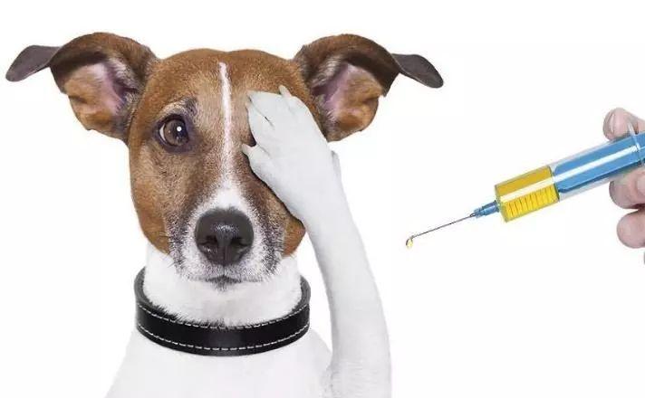 狗子疫苗怎么打？這點小事可別為難著你！