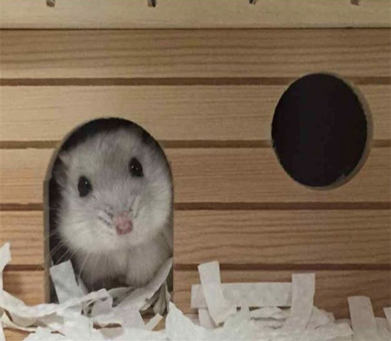 仓鼠骨折难预防？不想事后心累，全靠这4项措施来防范