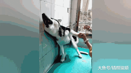 主人给二哈剪指甲，二哈误以为打针，吓得戏精附体仰头嚎叫……