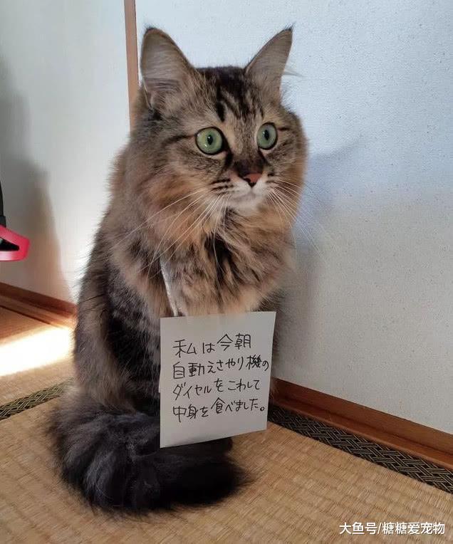 日本猫咪犯了错, 铲屎官通常这样惩罚它们, 猫: 我不要面子啊!