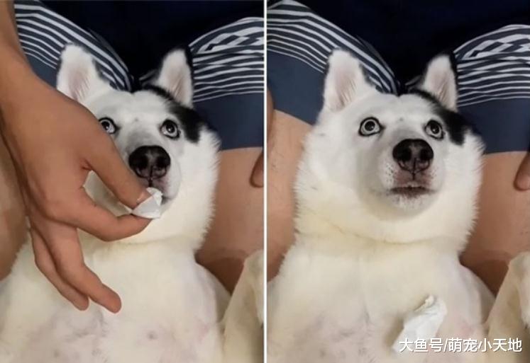 混血二哈一碰水就石化僵在那儿动也不动，完美演绎眼神死