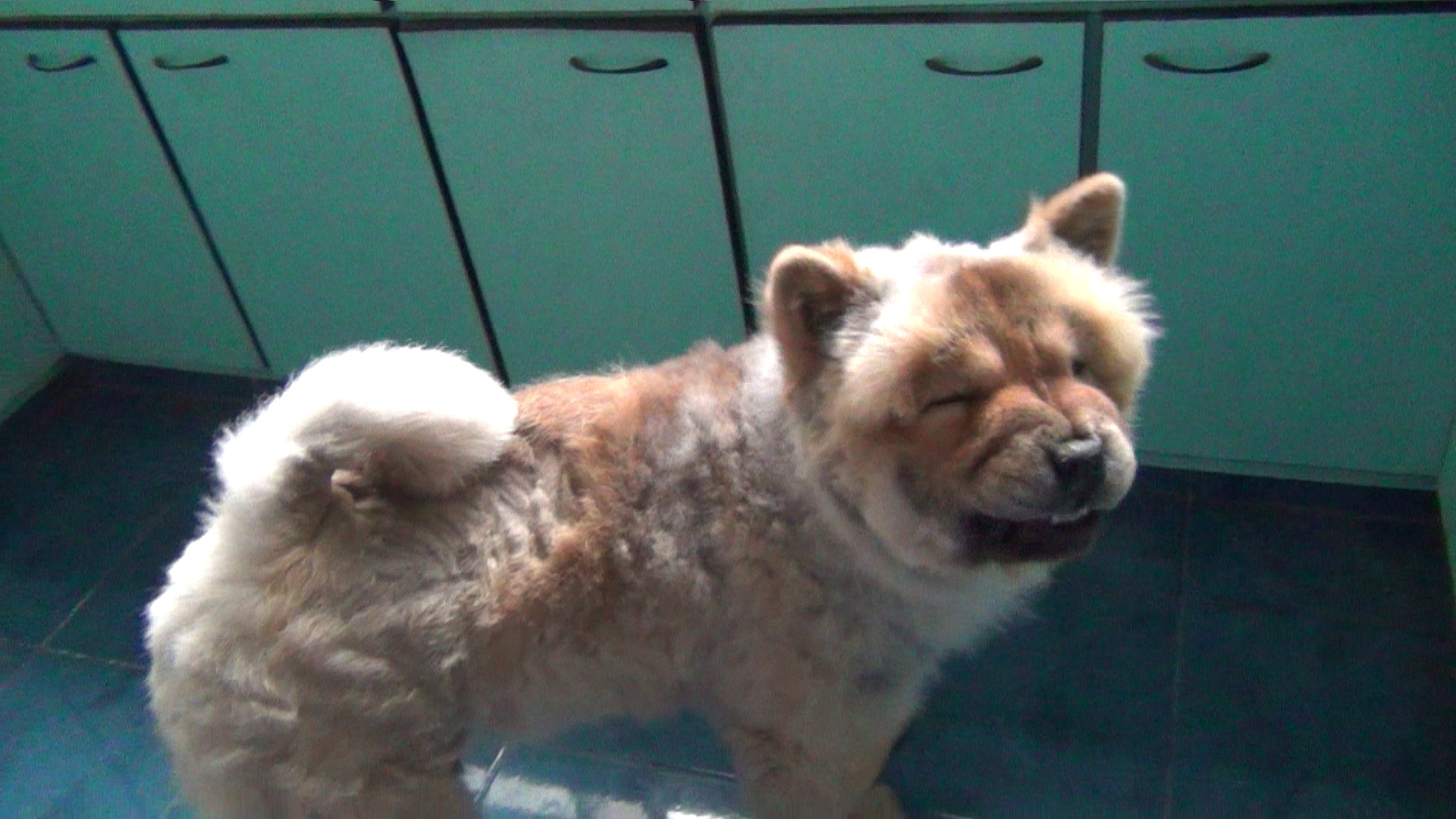 在厨房做鬼脸的小松狮