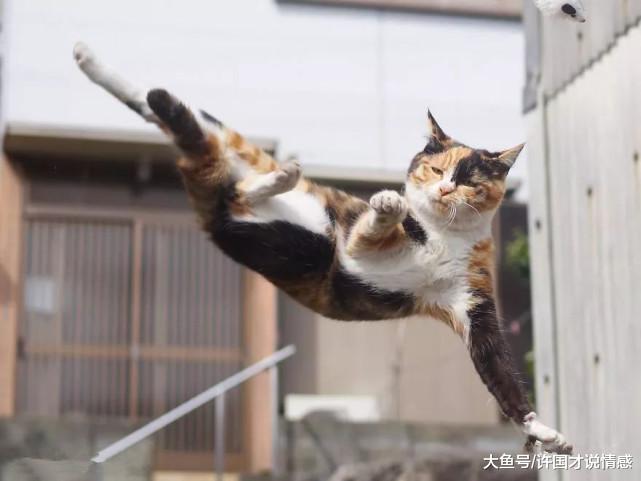 摄影师的作品网络爆红，靠的不是明星大腕，而是一群软萌的猫咪！