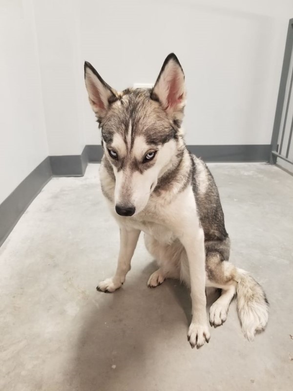 带二哈爬楼梯减肥？结果眼神亮了！网友：哈士奇从没让我失望！