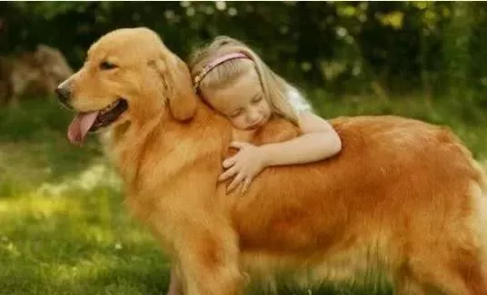 世界上最通人性且忠诚的10种狗，中国田园犬也在内