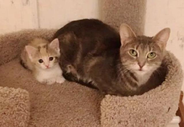 猫妈妈带着小猫在街上讨食，却被其它流浪猫围攻，报亭大妈出手了