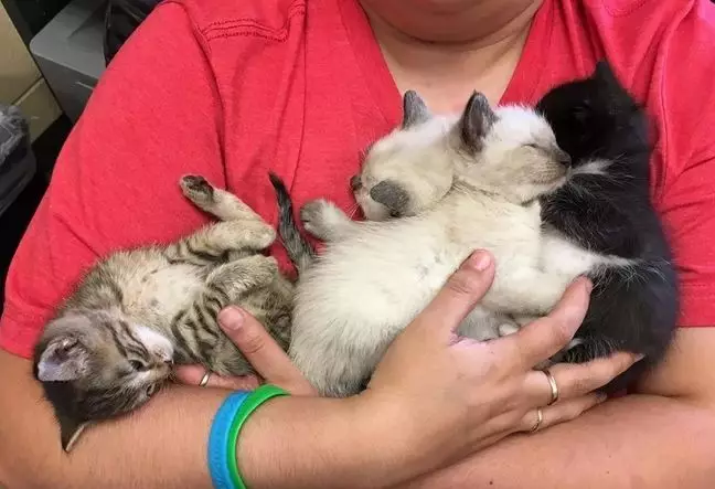 奶奶喂了一辈子流浪猫，临终前希望有猫咪陪伴