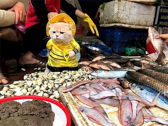 橘猫每日在菜场巡视，因酷爱换装喜成猫界巨星，靠喵颜值来卖鱼！