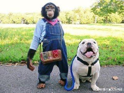 8大“蠢狗”排行榜，主人：我当初怎么就选了你