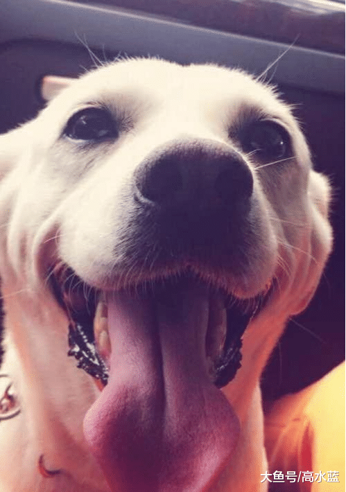 8年的朝夕相处，谢谢你带来的欢乐，今你离去，此生不再养狗