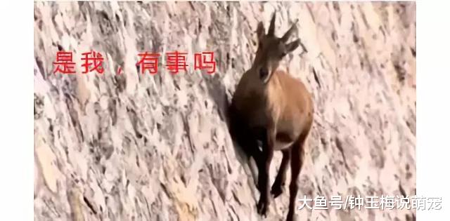 山羊这种生物，当真是牛bility！
