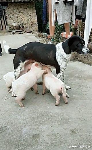 母猪给小猪喂奶时，大妈发现少了三头，来到院子一看直接笑喷了！