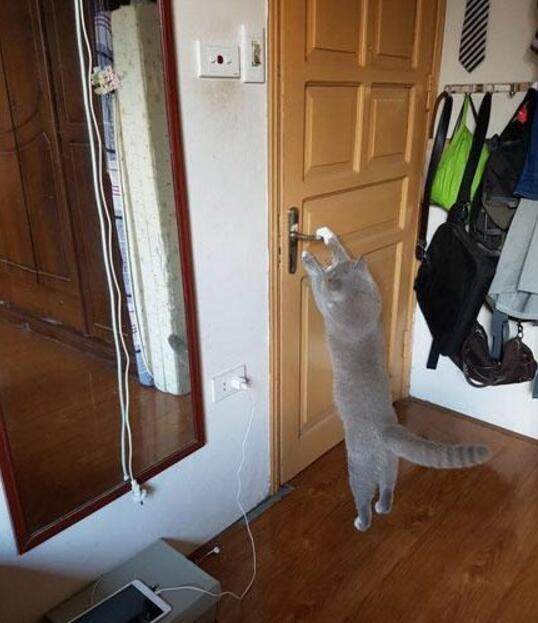 猫咪被母亲养了一个月，回来后变成了这样，门锁都换八个了！