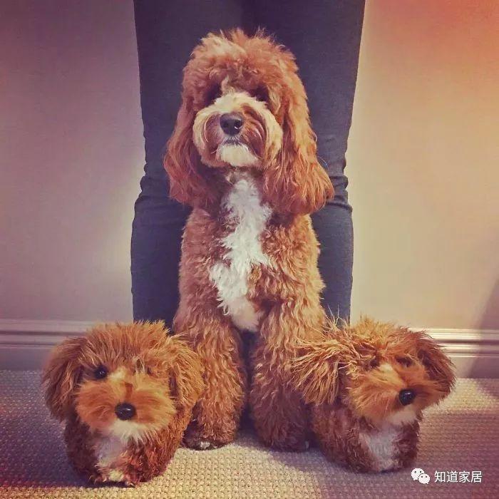 這家毛絨拖鞋跟自家寵物一模一樣，狗真的不會嫉妒嗎？