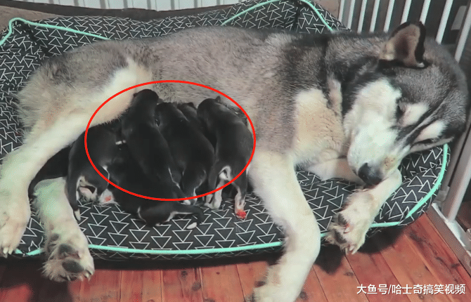 二哈剛成年就生了10只寶寶，帶娃困到睡著，萌化主人的心