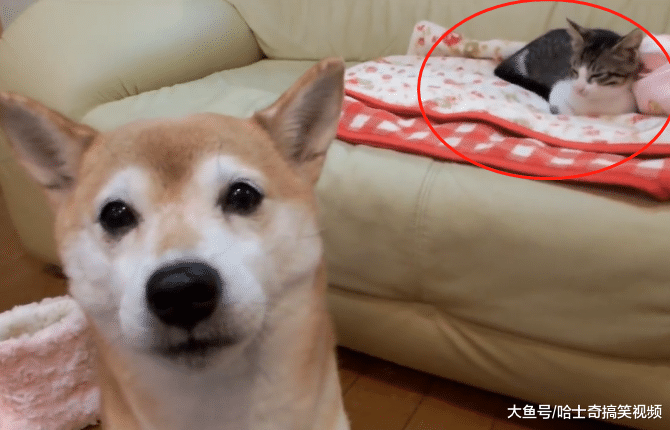 柴犬“夫妻”的窝被占了，委屈地找主人帮忙，你也管管它吧