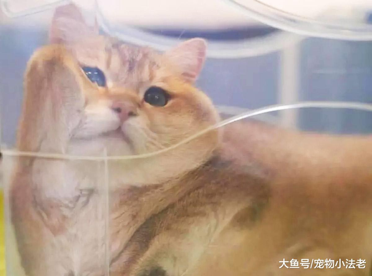 一夜爆红的猫咪表情包，方形猫猫，知道它的由来，你会笑抽过去！