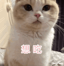 猫咪挑食？天性使然！酸甜苦鲜咸，谁才是猫最爱？