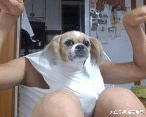 都说在外工作时不建议养宠物，不！养它的好处可多了！