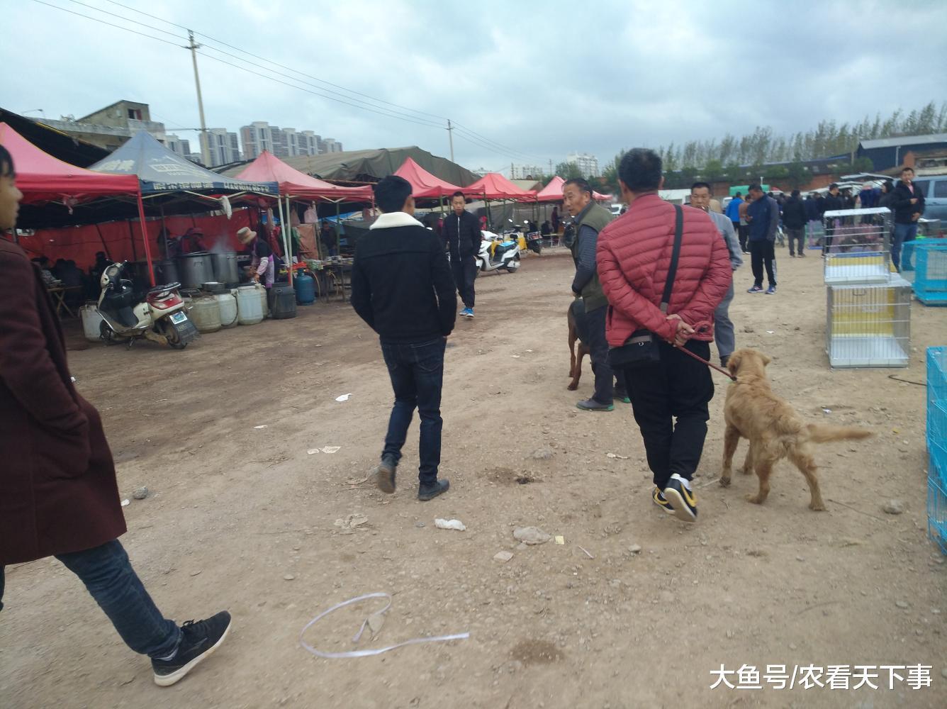 男子拉着一只训练有素的金毛在狗市出售, 喊价1200元!