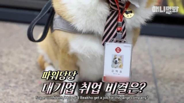 柯基見人就會搖屁股，被主人發掘，被提拔成為超市代言狗