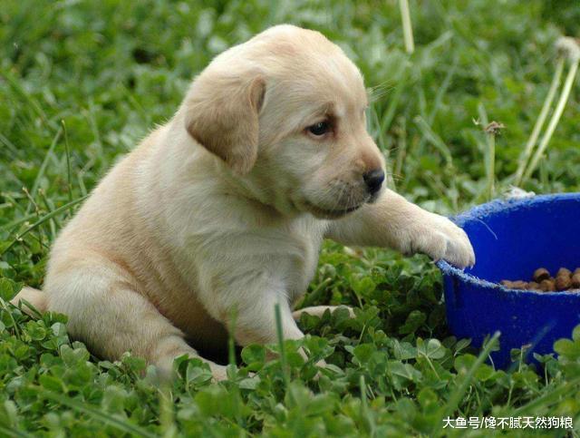 别让拉布拉多的贪吃，导致它发胖，从而引发疾病