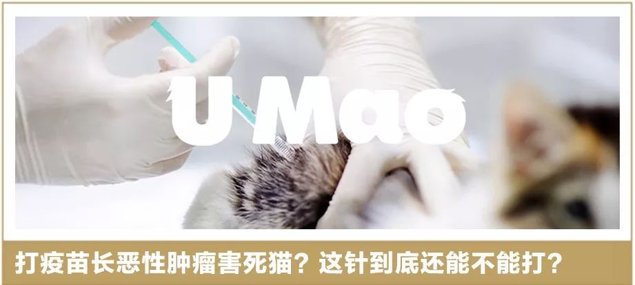 猫为什么会打呼噜？而且人类听了还特别爽？抖m吗？