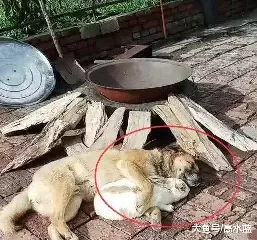 主人要假装要炖狗肉，狗狗竟然这样做，主人瞬间泪崩…