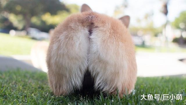 狗狗身上一股恶臭？很可能肛门腺出问题，赶紧检查一下狗狗的屁屁