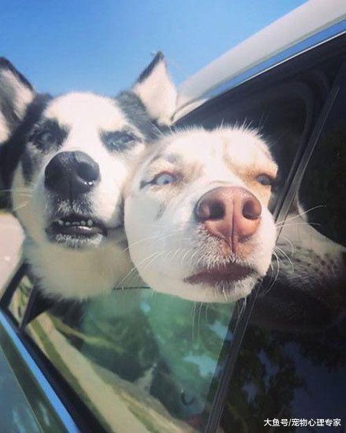 怕大黄狗到处乱跑，于是封住了狗洞，再回来看时主人眉头紧锁