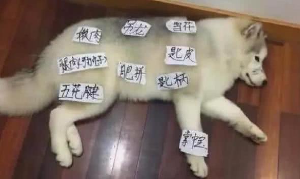 承包你今天的笑点! 狗狗对狗肉煲完全不感冒, 任你作天作地它淡定