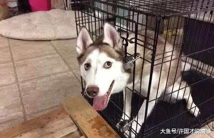 把哈士奇关进笼子，还特意加两把锁，网友：二哈从没让我们失望过