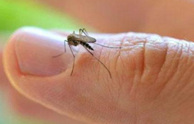 夏天蚊子多怎么办？找个塑料瓶里面放3种物质，蚊子通通帮你消灭