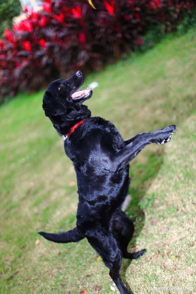 为什么说养拉布拉多犬, 要挑黑色的, 这5点确实让人着迷!