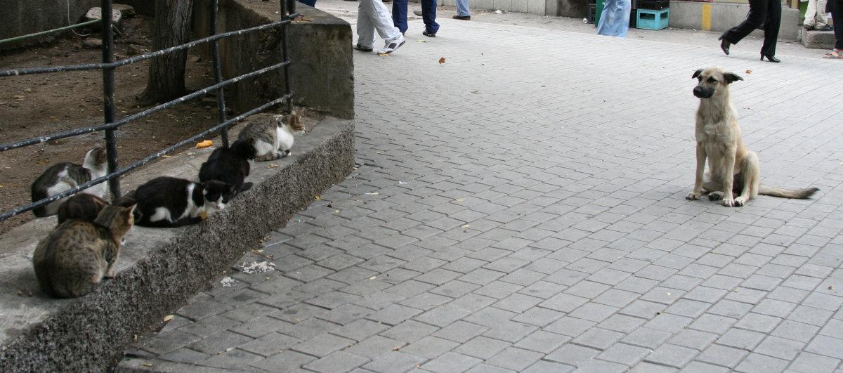 狗狗犯错怎么办? 别只知道打它骂它, 这几种方式比打骂更有效