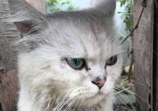 网友捡到只猫咪就带去医院了，医生看到立马跟宠主说，你捡到宝了