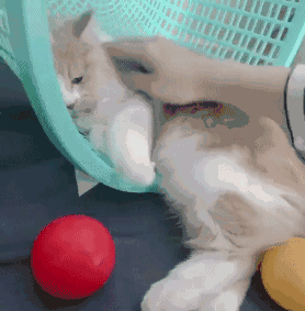 雪貂留香：当狗子记仇后，后果很严重哟！