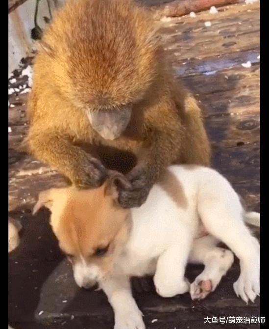 猴子天天在兩只狗身上找跳蚤，連一撮毛都不放過！狗：毛都薅沒了