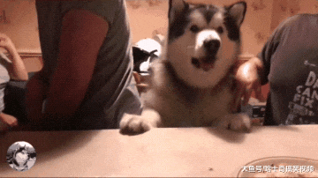 阿拉一百多斤了，不给吃肉还掀桌子，自己多胖心里没数呢？